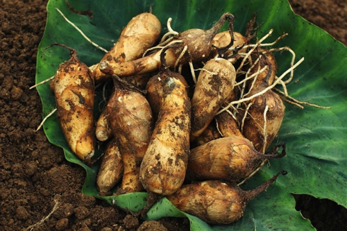 甚五右エ門芋500pixl.jpg