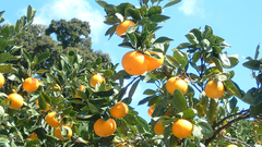 d47 MARKET「かどやの金八みかん」