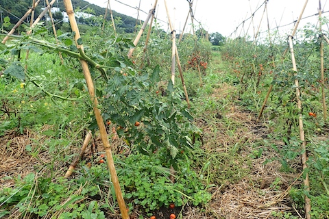 トマト畑