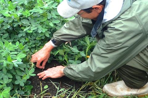 落花生の草