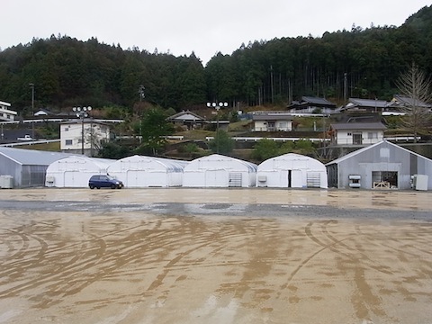 龍神マッシュ 校庭.JPG