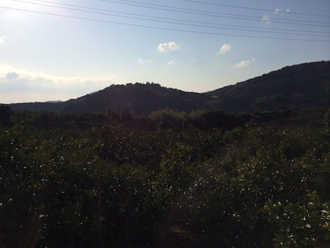 みかん畑の景色.JPG