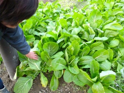 芭蕉菜.jpg
