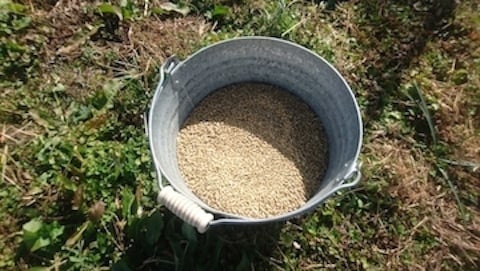 300kg麦.JPG