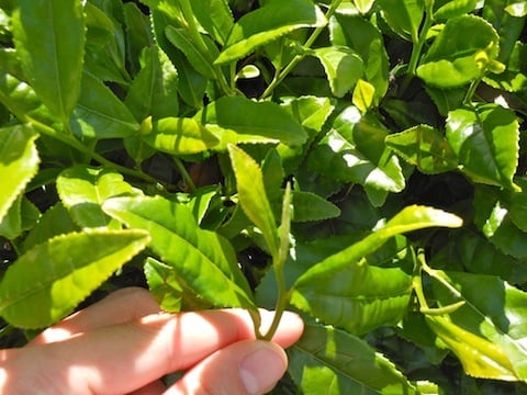 1番茶.JPG