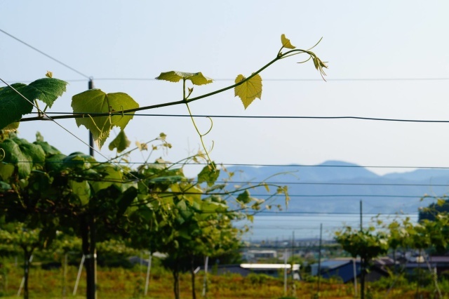47winetourism cf ex.jpg