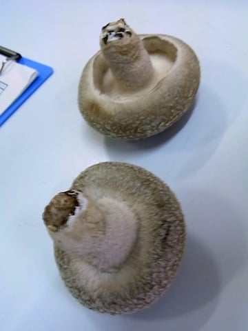 A品椎茸 .jpg