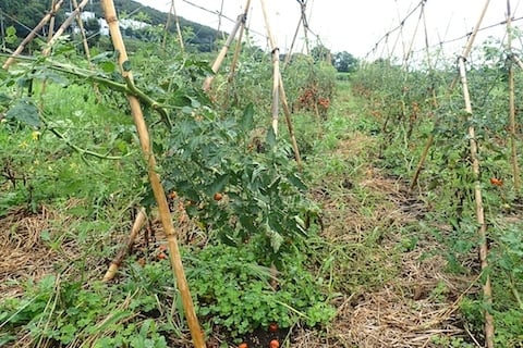 トマト畑