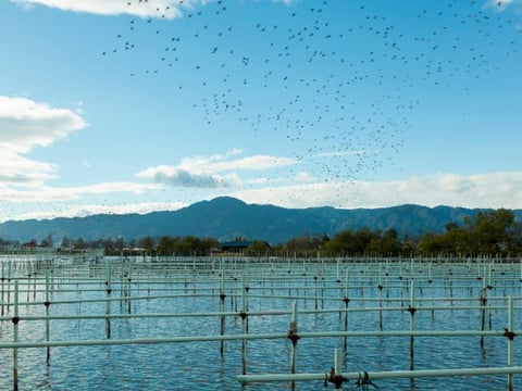 biwako.jpg