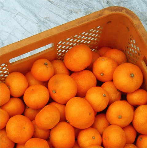 item_mikan01_11.png
