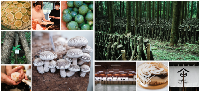 oita umamidake report image.png