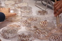 jinbo order image01.jpg